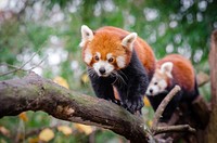 Cute red panda background, wildlife image. Free public domain CC0 photo.