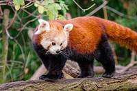 Cute red panda background, wildlife image. Free public domain CC0 photo.