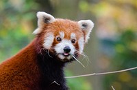 Cute red panda background, wildlife image. Free public domain CC0 photo.