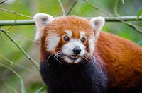 Cute red panda background, wildlife image. Free public domain CC0 photo.