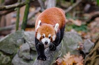 Cute red panda background, wildlife image. Free public domain CC0 photo.