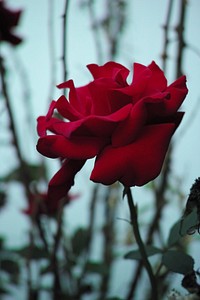 Red rose background. Free public domain CC0 image.