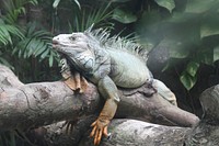 Iguana lizard. Free public domain CC0 image.