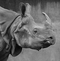 Close up rhino head. Free public domain CC0 photo.