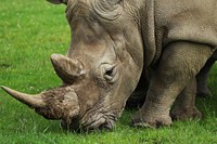 Close up rhino head. Free public domain CC0 photo.