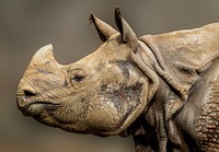 Close up rhino head. Free public domain CC0 photo.