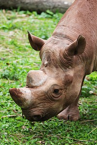 Close up rhino head. Free public domain CC0 photo.
