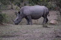 Rhino eating grass. Free public domain CC0 photo.