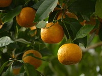 Mandarin oranges growing on tree. Free public domain CC0 image. 