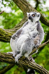 Ring-tailed lemur. Free public domain CC0 image.