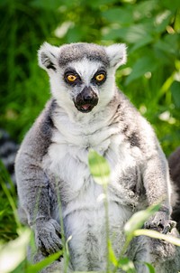 Ring-tailed lemur. Free public domain CC0 photo.