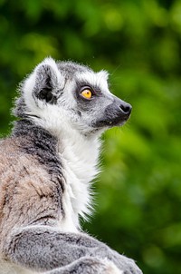 Ring-tailed lemur. Free public domain CC0 image.