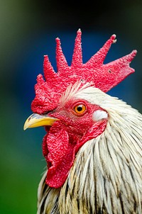 Rooster, poutry industry. Free public domain CC0 photo.