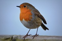 European robin bird close up. Free public domain CC0 image.