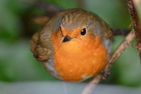 European robin bird close up. Free public domain CC0 image.