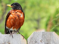 American robin, bird photography. Free public domain CC0 image.