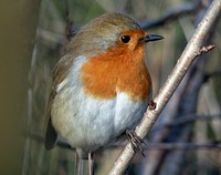 European robin bird, animal photography. Free public domain CC0 image.