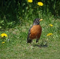 Bird in the grass, nature photography. Free public domain CC0 image.