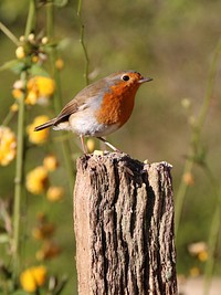 European robin bird. Free public domain CC0 photo.