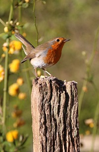 European robin bird. Free public domain CC0 photo.