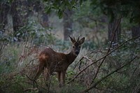 Sambar deer in the field. Free public domain CC0 photo.