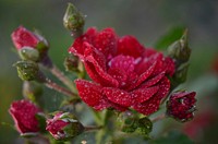 Red rose background. Free public domain CC0 image.