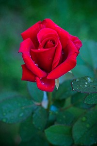 Red rose background. Free public domain CC0 image.