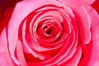 Pink rose background. Free public domain CC0 image.
