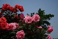 Pink rose background. Free public domain CC0 photo.