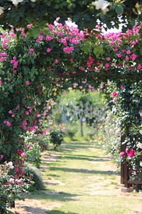 Rose garden in Fukushima, Japan. Free public domain CC0 photo.