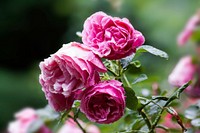 Pink rose background. Free public domain CC0 image.