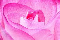 Pink rose background. Free public domain CC0 image.