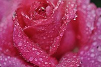 Pink rose background. Free public domain CC0 photo.