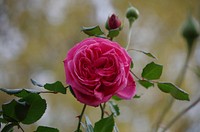 Pink rose background. Free public domain CC0 photo.