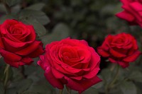 Red roses background. Free public domain CC0 photo.