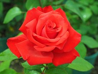 Red rose. Free public domain CC0 photo.