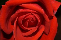 Red rose background. Free public domain CC0 image.