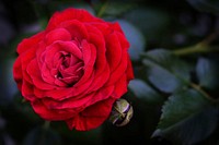 Red rose background. Free public domain CC0 photo.