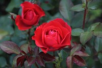 Red rose background. Free public domain CC0 image.