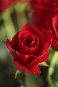 Red rose background. Free public domain CC0 image.