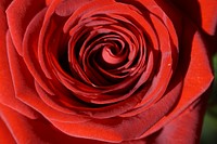 Red rose background. Free public domain CC0 photo.