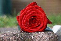 Red rose background. Free public domain CC0 image.