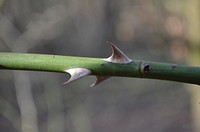 Rose thorn. Free public domain CC0 photo.