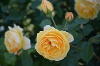 Yellow rose background. Free public domain CC0 image.