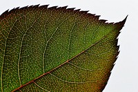 Rose leaf background, macro shot. Free public domain CC0 image.