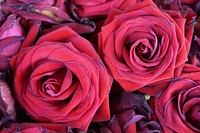 Red rose background. Free public domain CC0 photo.