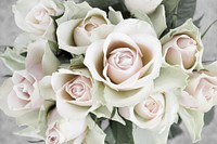 White rose background. Free public domain CC0 image.