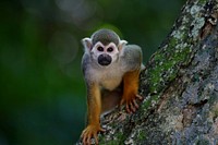 Curious squirrel monkey. Free public domain CC0 image.