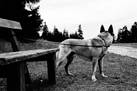 Dog tied to wooden bench in black & white. Free public domain CC0 photo.