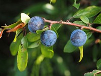 Blackthorn berries on tree. Free public domain CC0 image. 